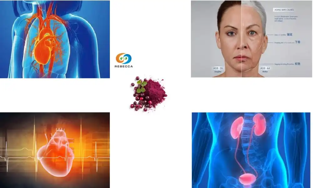 What is the difference between cranberry extract and cranberry concentrate?